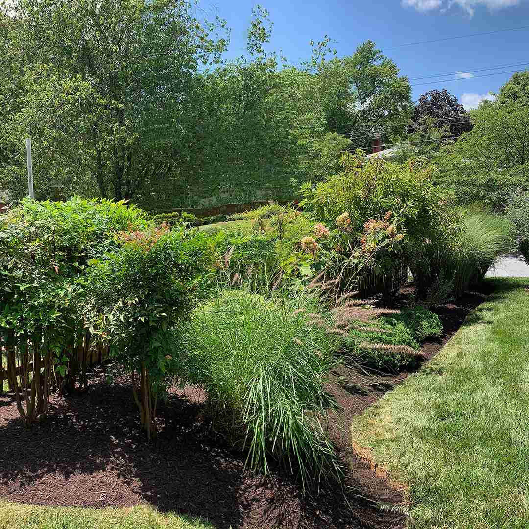 A lush garden with various shrubs and plants under a clear blue sky.