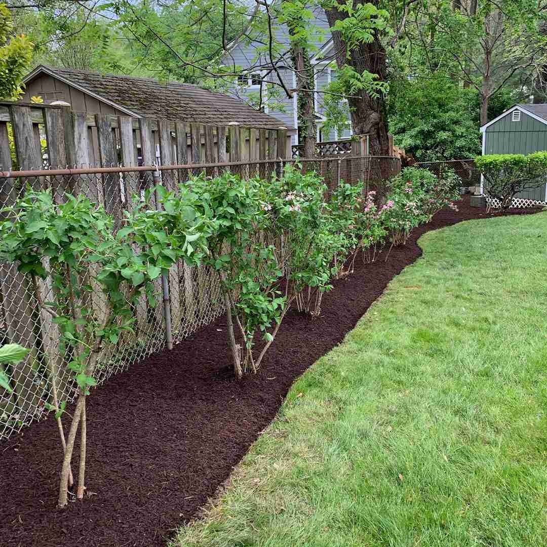 A row of flowering shrubs along a mulched garden bed next to a chain-link fence in a backyard.