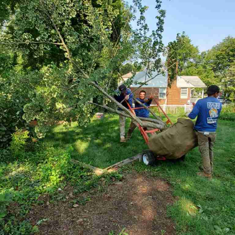 Tree Trimming Gaithersburg MD