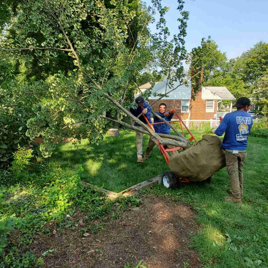 Tree Trimming Gaithersburg MD