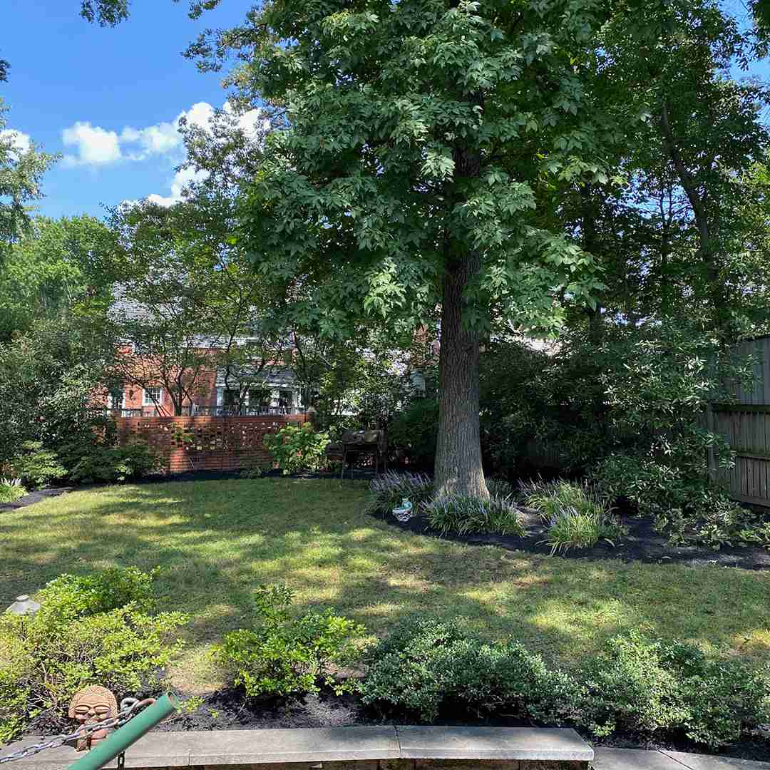 A backyard with a large tree, surrounded by shrubs and a wooden fence. In the background, there is a red brick house partially visible. The sky is clear and blue.