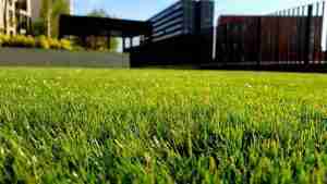 what is overseeding - blue collar scholars