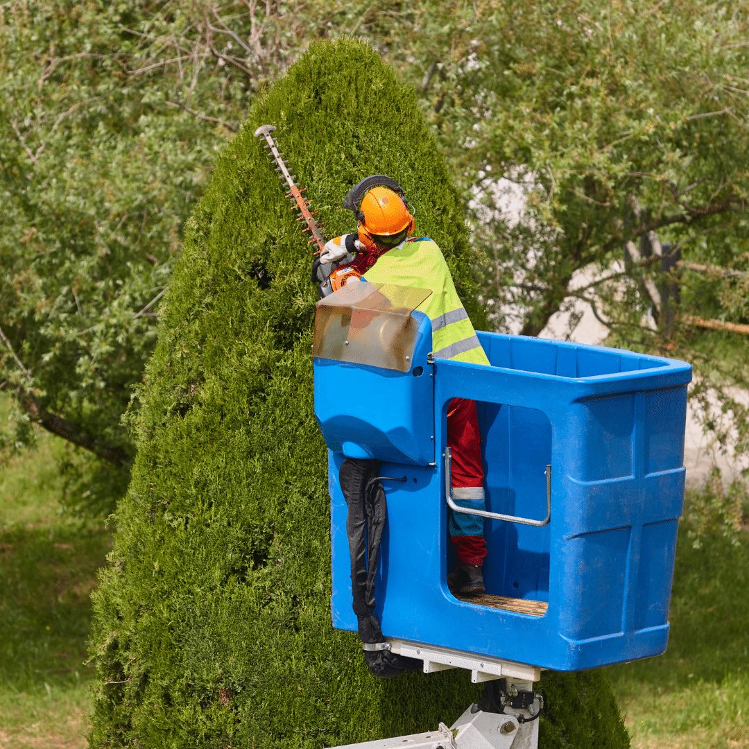 tree trimming service bethesda MD