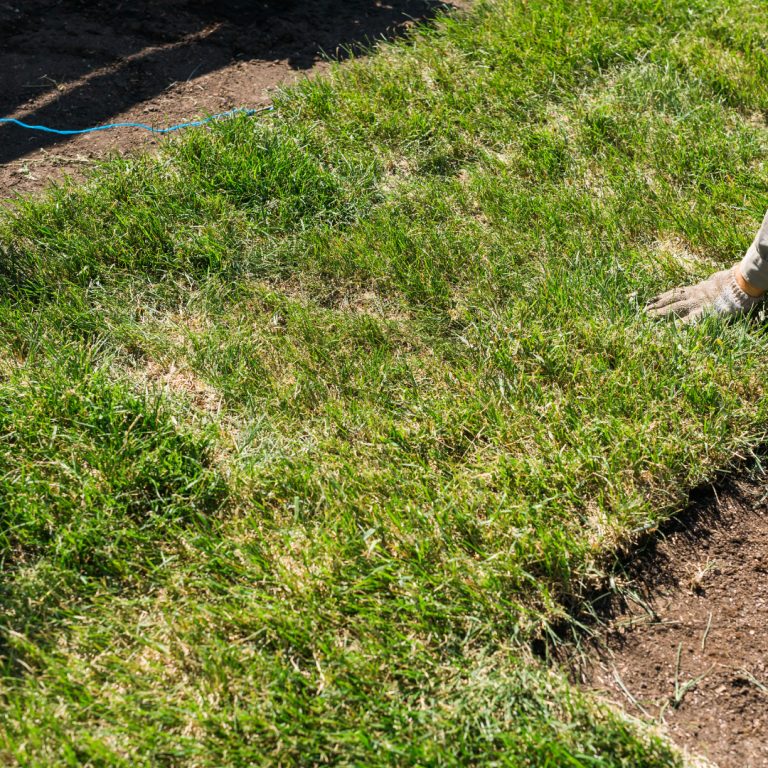 sod installation company near me bethesda md