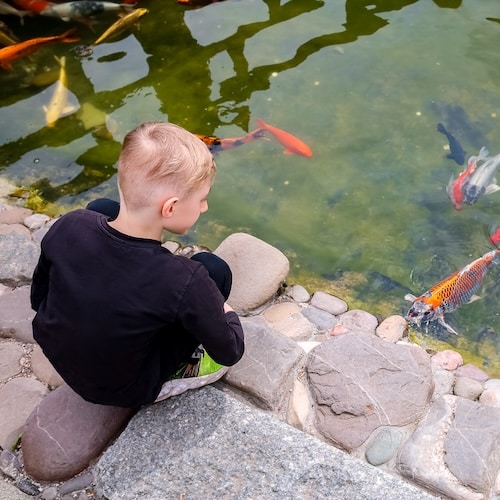 A young boy sitting on rocks near a koi pond, observing colorful fish swimming in the water.