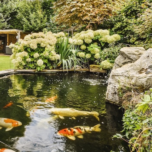 Koi pond in a lush garden with white hydrangeas and large rocks.