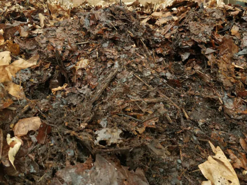 A pile of decomposing brown leaves and organic matter.