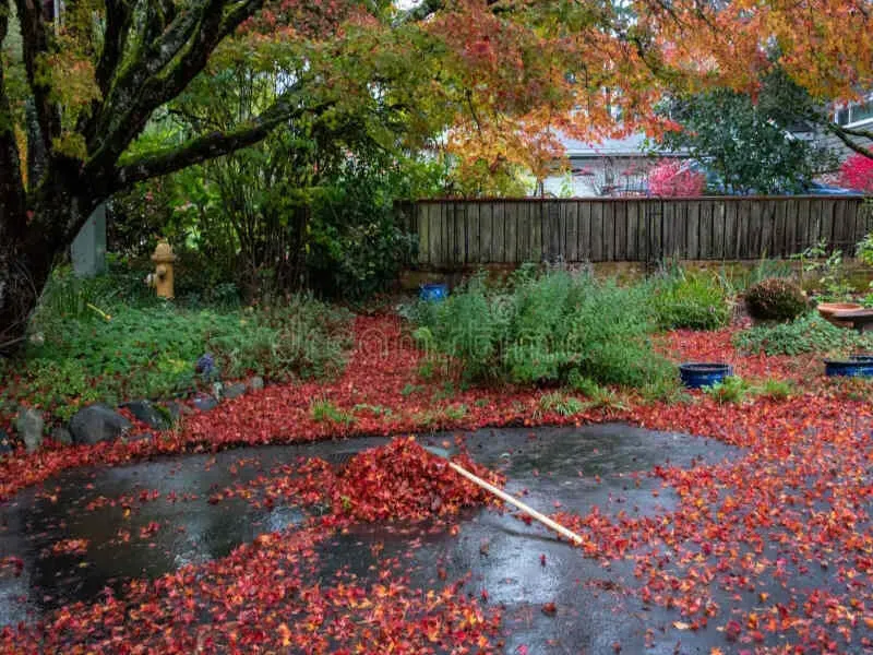 A garden covered in red autumn leaves with a rake and piles of leaves on the ground.