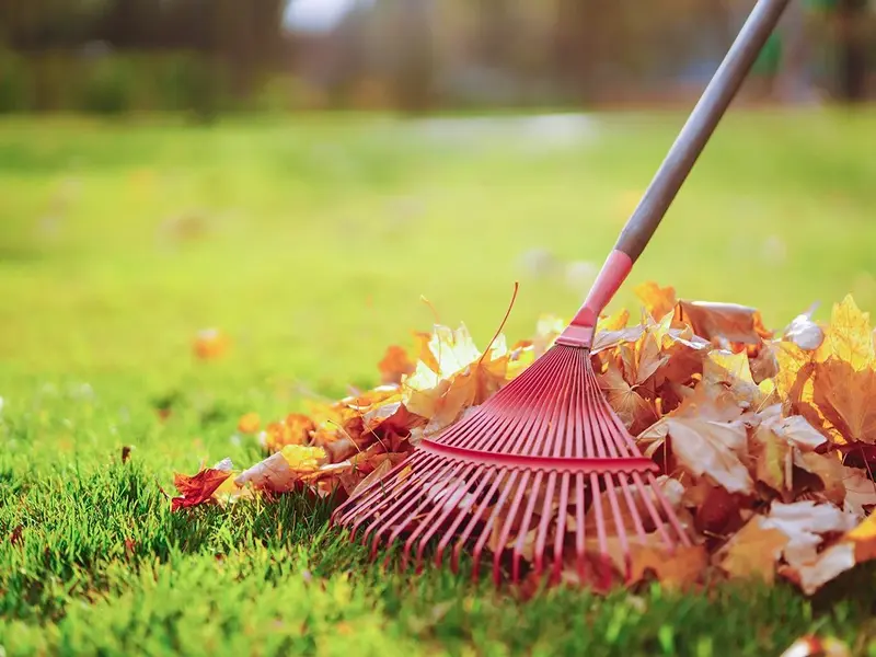 Leaf Removal Method 1: Raking Leaves