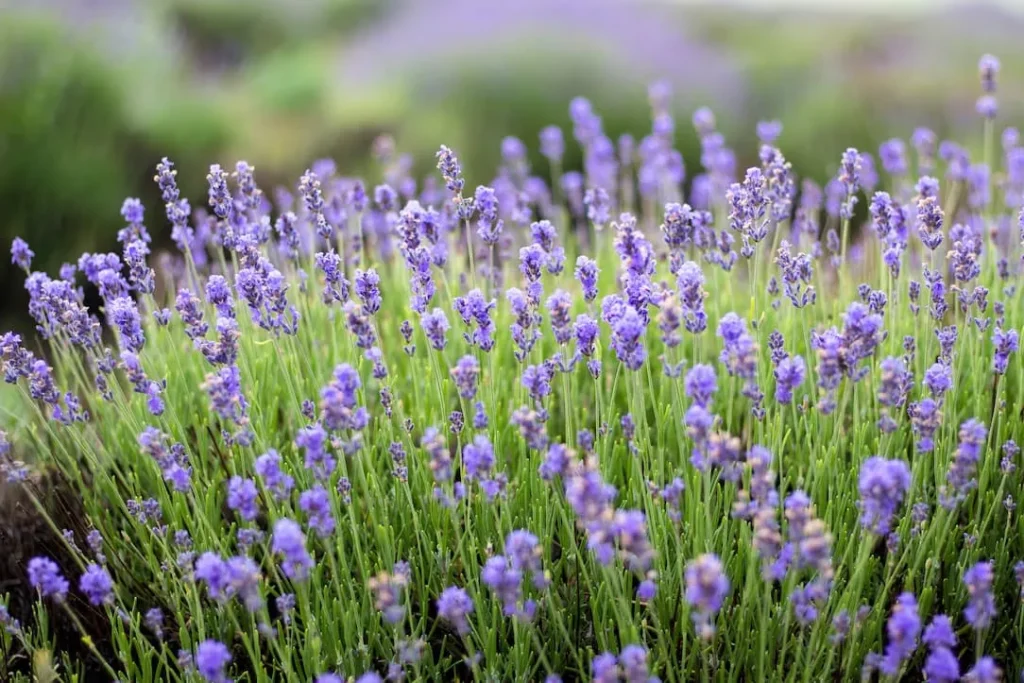 A lush field of blooming lavender with green stems and vibrant purple flowers.