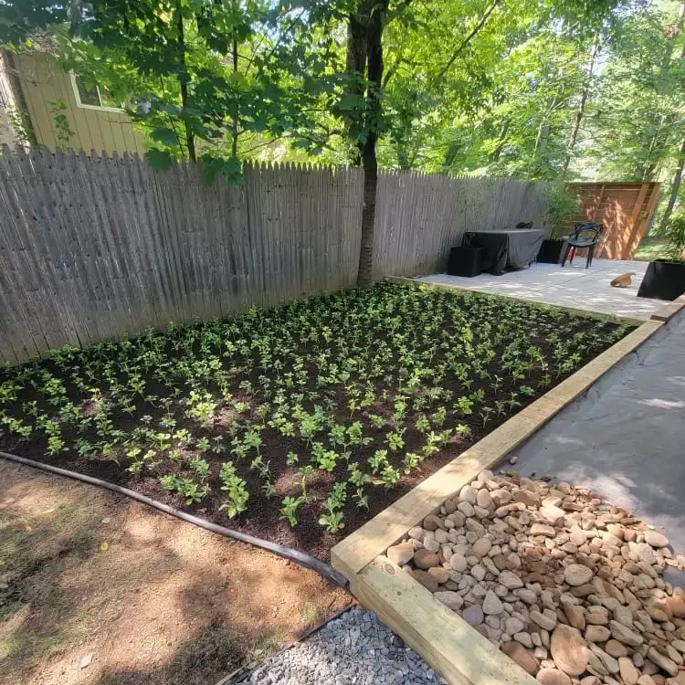 Professional installation of uniform ground cover plants in a large garden bed bordered by timber and decorative river rock.