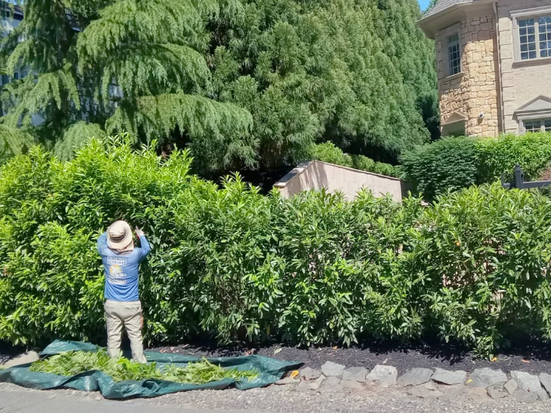 Landscape contractor trimming overgrown hedges during yard cleanup project in McLean, VA