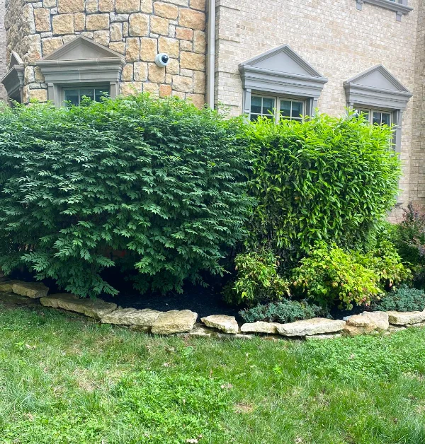 Freshly maintained shrubs and stone-bordered landscape bed after cleanup service in McLean, VA