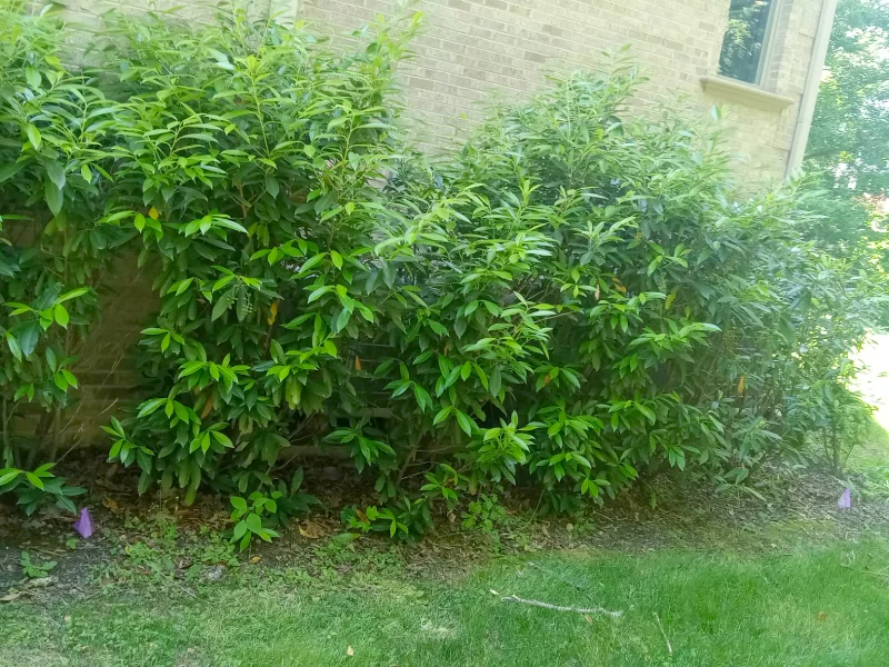 Mature evergreen trees and refreshed landscape beds after cleanup and pruning in McLean, VA