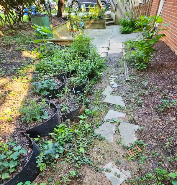 old front yard walkway in kensington md needing a repair