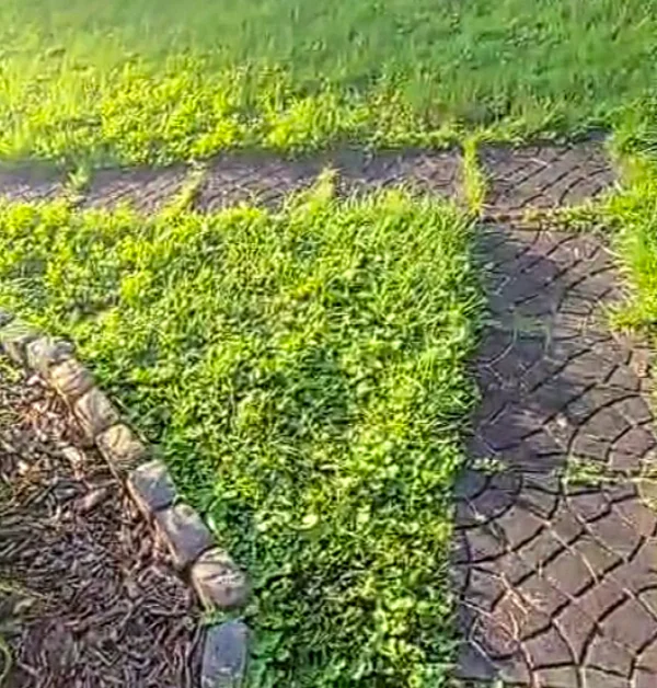 Old paver walkway with grass and weeds growing between old black-colored stones along side yard