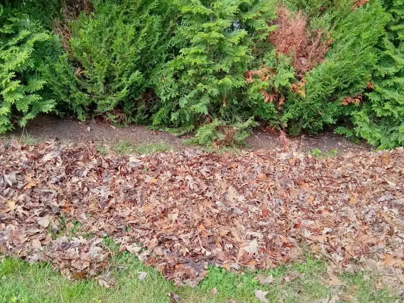 Front lawn covered with leaves and landscape debris before seasonal yard cleanup in McLean, VA