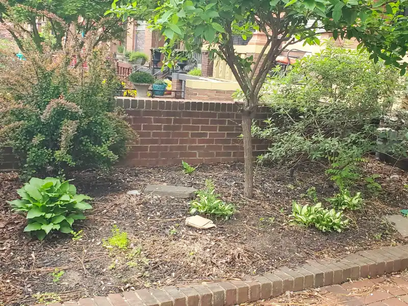 An unkept residential garden bed with sparse hosta plants, patchy soil, and scattered debris set against a red brick retaining wall.
