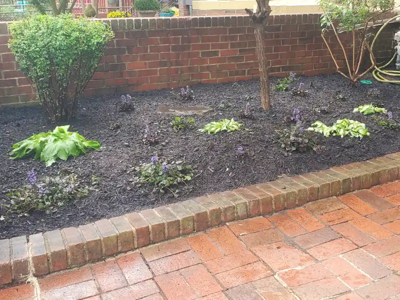 A beautifully refreshed courtyard garden bed featuring a thick layer of dark mulch, thriving green hostas, and newly planted purple ajuga groundcover along a brick walkway.
