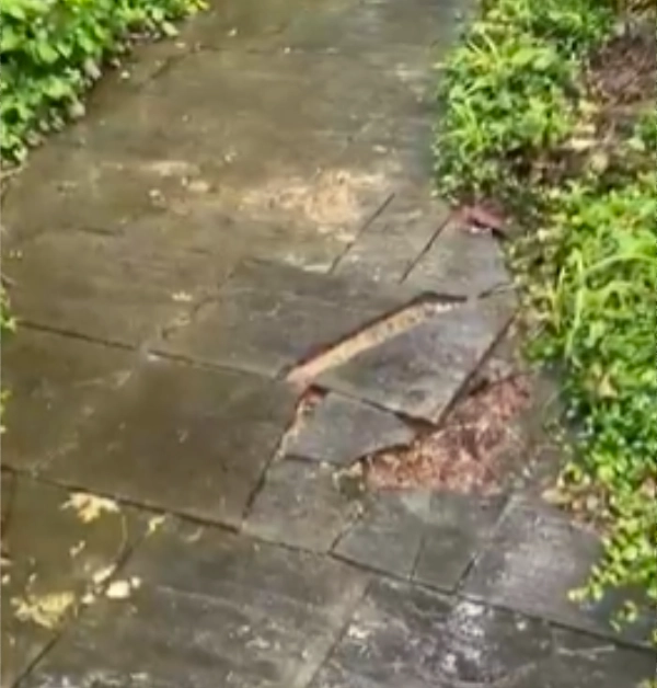 A close-up view of a damaged flagstone walkway featuring cracked, broken, and sunken flagstone tiles that have shifted to create an uneven, hazardous gap next to green foliage.