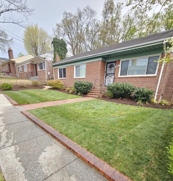 The renovated front yard of a single-family brick home in Washington, DC, showcasing a clean, low-maintenance landscape with fresh tall fescue sod and newly edged brown hardwood mulch beds.