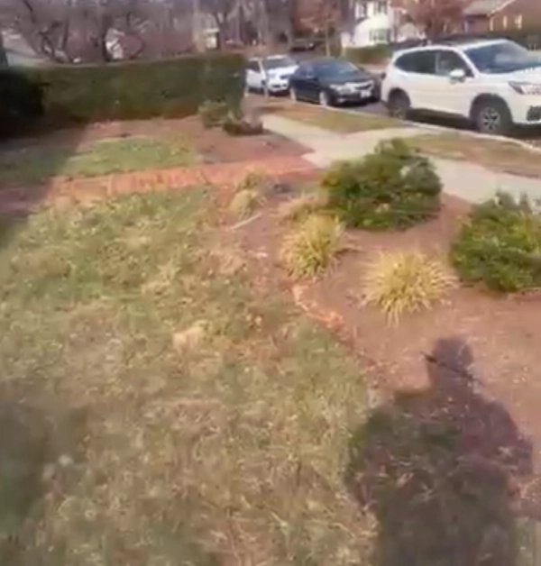 An overgrown front yard at a Washington, DC brick home featuring a patchy, weed-filled lawn and unkempt mulch beds in need of a full landscape reset.