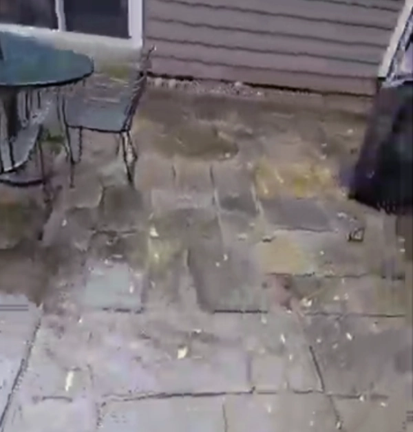 A wet and weathered bluestone patio prior to restoration, showing dark water staining and significantly eroded, sunken stone joints caused by failing polymeric sand near an outdoor dining set.