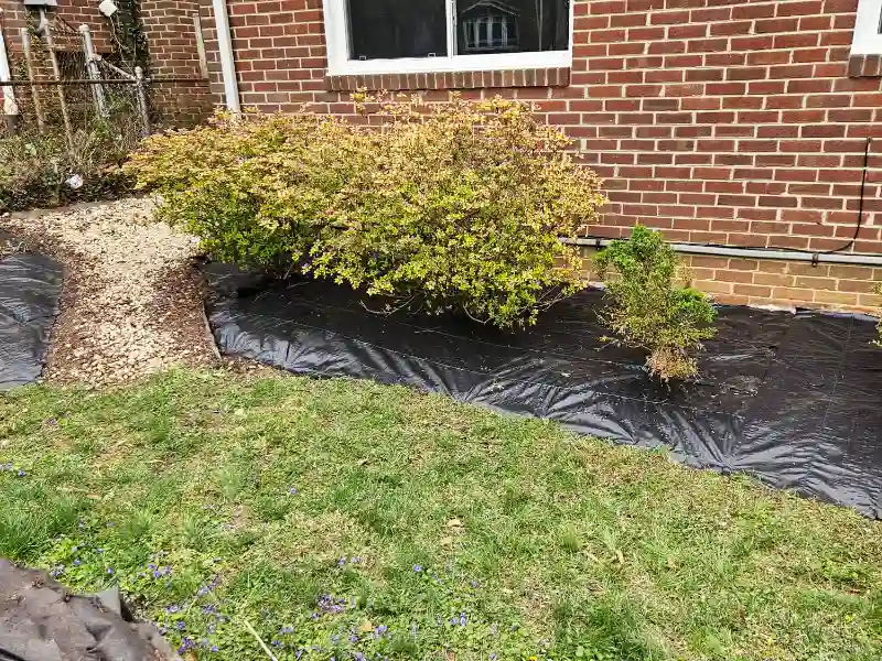 Black landscape fabric is meticulously laid down and pinned around established foundation shrubs against the red brick home to prepare the beds for fresh mulch.
