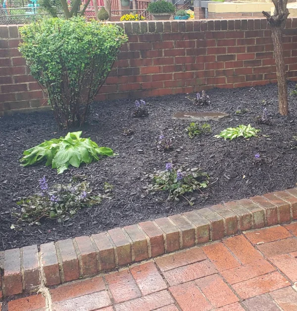 A freshly mulched garden bed featuring purple bugleweed groundcover, a bright green hosta, and a large shrub bordered by a classic red brick walkway and a matching brick wall.