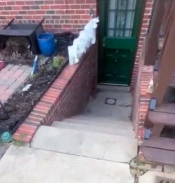 Weathered concrete steps with a cracked landing lead down to a dark green door in an outdated basement walkout featuring an aging red brick retaining wall.