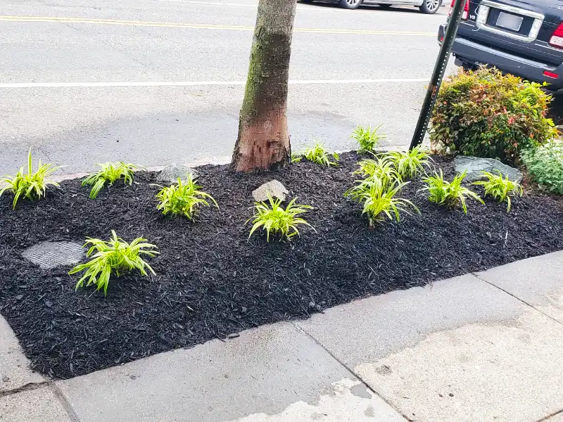 A freshly landscaped sidewalk tree bed neatly filled with dark black mulch and newly planted, vibrant green ornamental grasses along a clean city street.