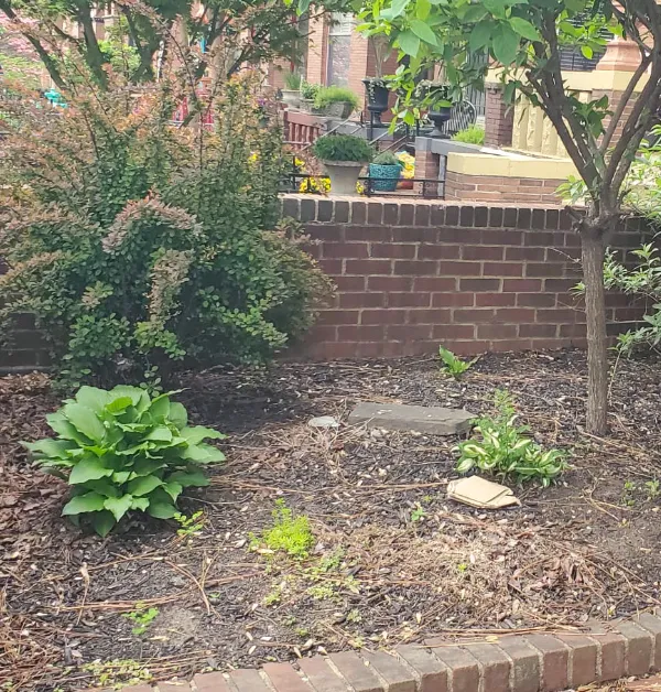 An untidy backyard garden bed with faded mulch, stray twigs, and scattered weeds before undergoing a landscaping renovation.